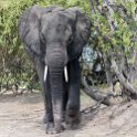 BWA NW Chobe 2016DEC04 NP 083 : 2016, 2016 - African Adventures, Africa, Botswana, Chobe National Park, Date, December, Month, Northwest, Places, Southern, Trips, Year